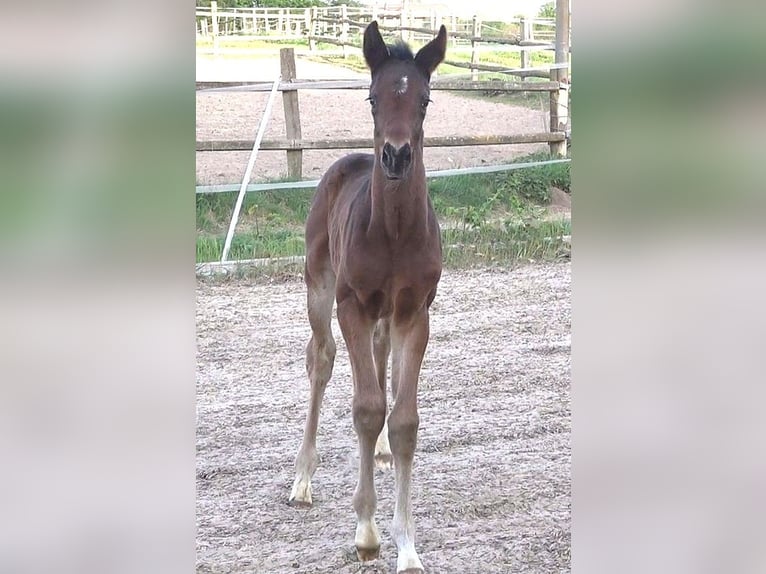 Hanoverian Stallion 1 year 16.2 hh Bay-Dark in Ratekau
