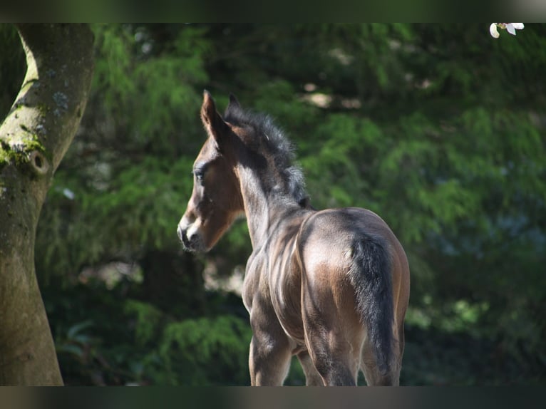 Hanoverian Stallion 1 year 16.2 hh Bay-Dark in Stubben