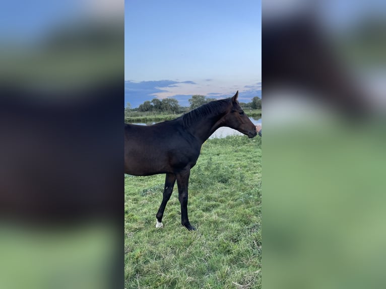 Hanoverian Stallion 1 year 16,2 hh Bay-Dark in Hamburg