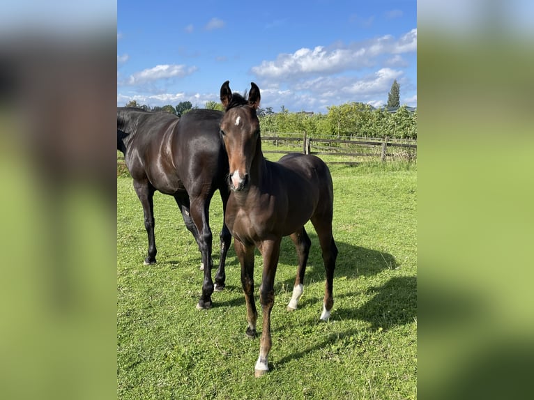 Hanoverian Stallion 1 year 16,2 hh Bay-Dark in Hamburg