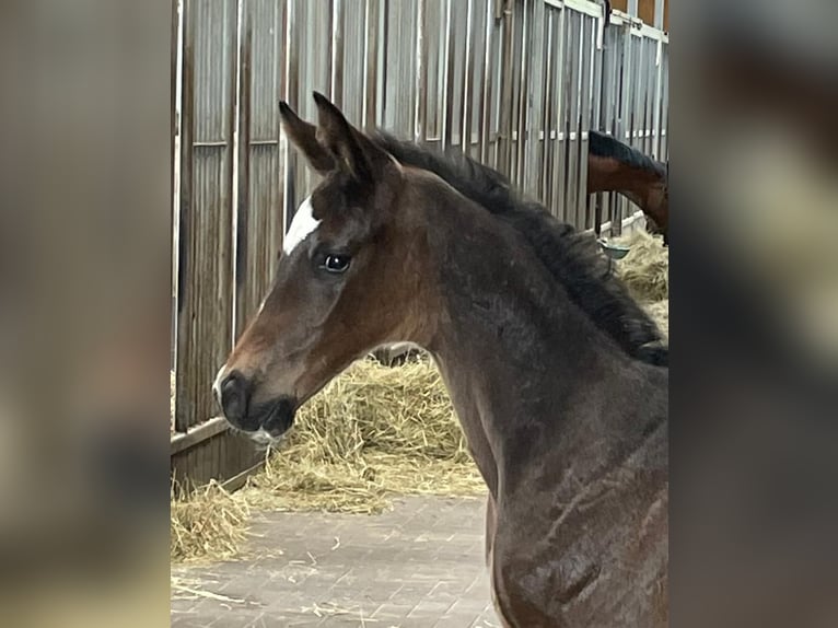 Hanoverian Stallion 1 year 16,2 hh Bay-Dark in Winsen (Luhe)