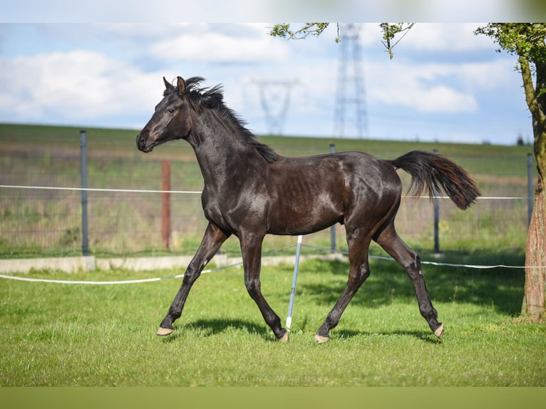 Hanoverian Stallion 1 year 16,2 hh Black in Chwarstnica