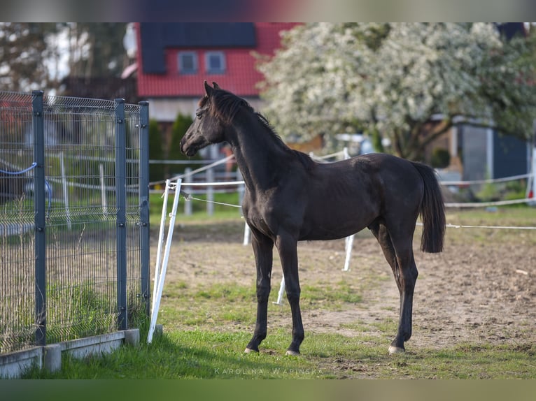 Hanoverian Stallion 1 year 16,2 hh Black in Chwarstnica
