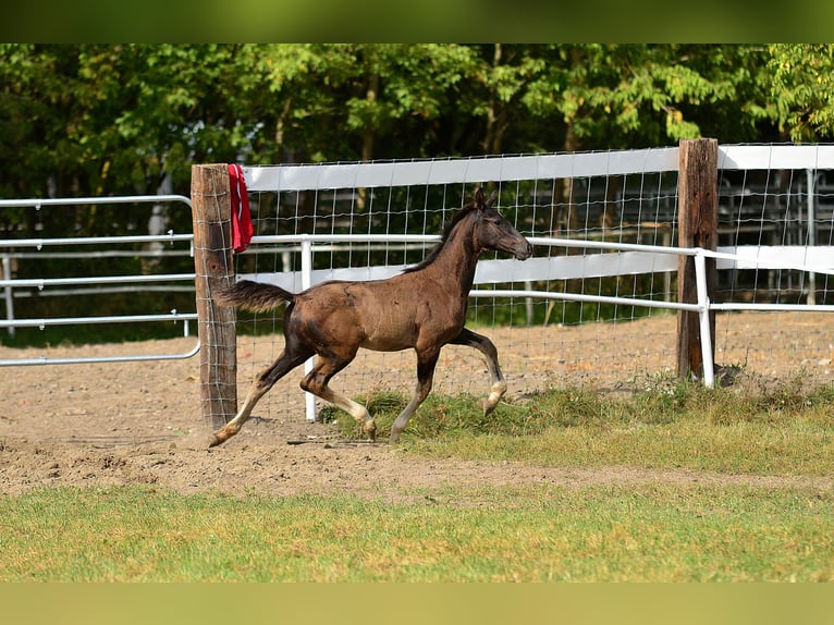 Hanoverian Stallion 1 year 16,2 hh Black in iwno