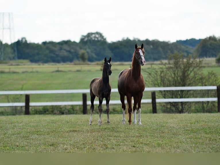 Hanoverian Stallion 1 year 16,2 hh Black in iwno