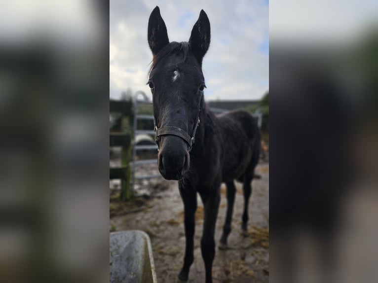 Hanoverian Stallion 1 year 16,2 hh Black in Moers