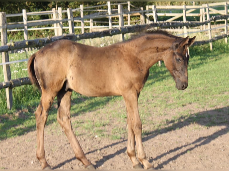 Hanoverian Stallion 1 year 16,2 hh Black in Ratekau