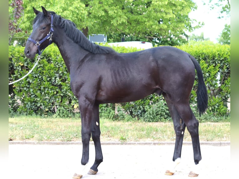 Hanoverian Stallion 1 year 16,2 hh Black in Selsingen