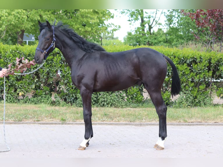 Hanoverian Stallion 1 year 16,2 hh Black in Selsingen