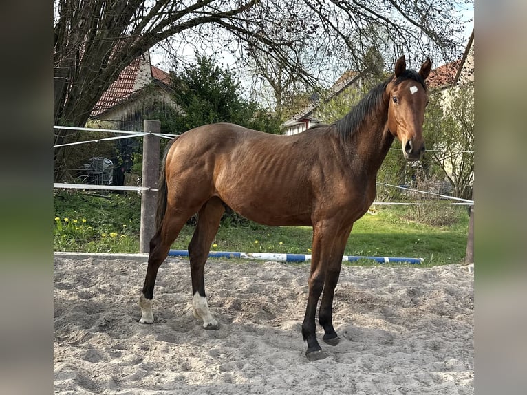 Hanoverian Stallion 1 year 16.2 hh Brown in Dransfeld