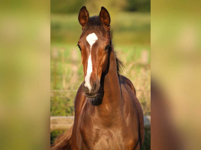 Hanoverian Stallion 1 year 16,2 hh Brown in Rickling