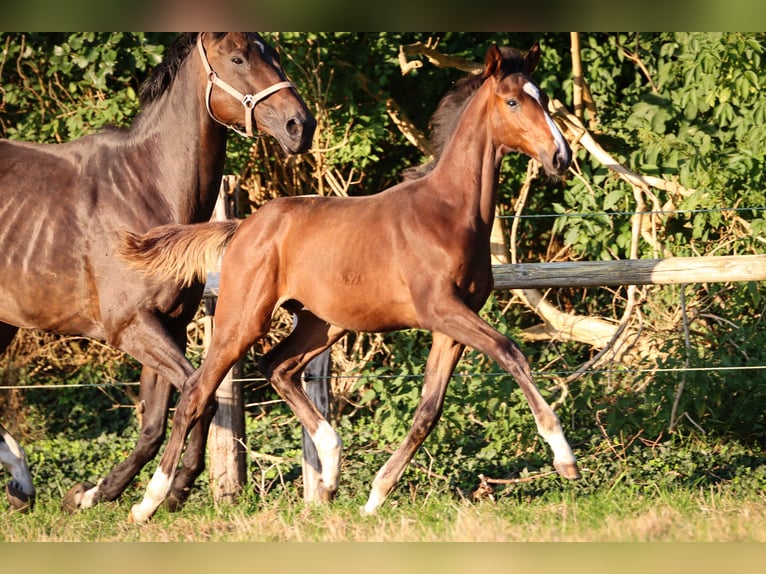 Hanoverian Stallion 1 year 16,2 hh Brown in Rickling