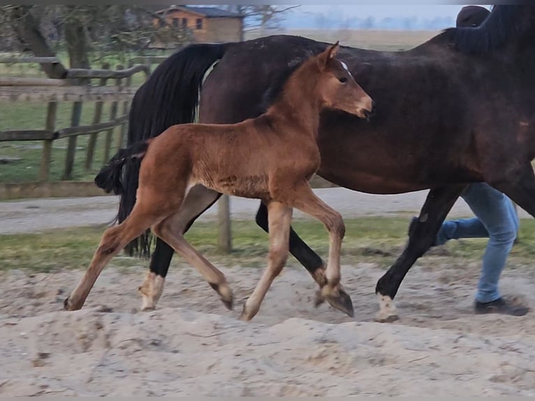 Hanoverian Stallion 1 year 16.2 hh Brown in Osterbruch