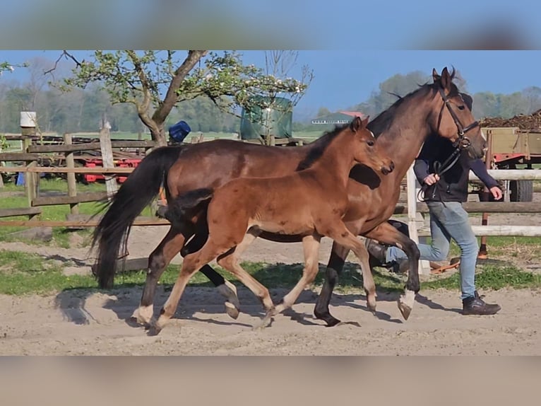 Hanoverian Stallion 1 year 16.2 hh Brown in Osterbruch