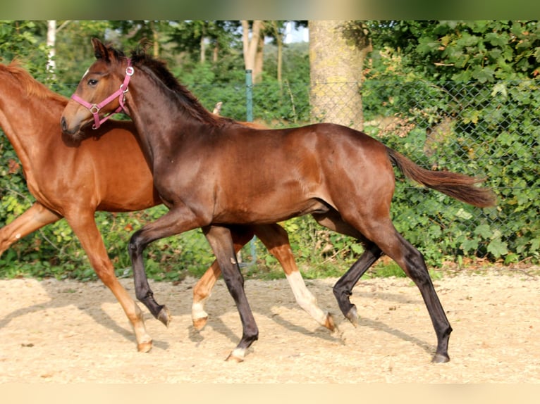 Hanoverian Stallion 1 year 16,2 hh Brown in Kutenholz
