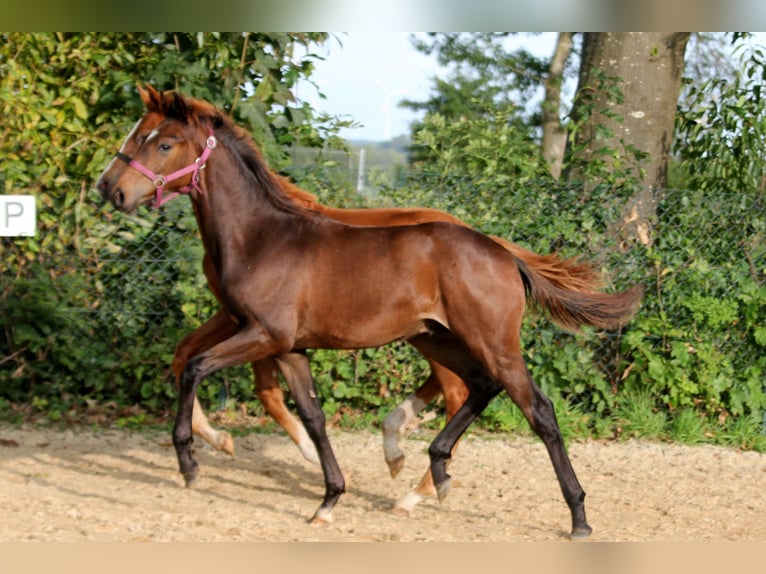 Hanoverian Stallion 1 year 16,2 hh Brown in Kutenholz