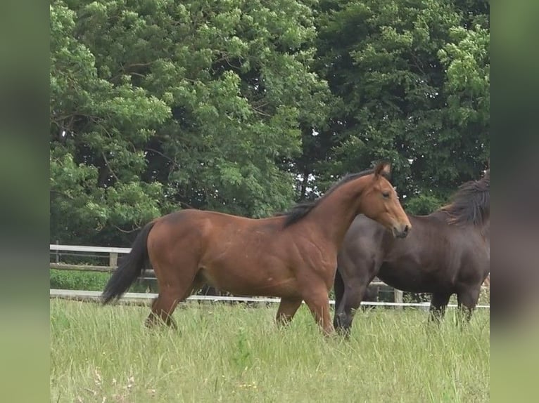 Hanoverian Stallion 1 year 16,2 hh Brown in Ratekau