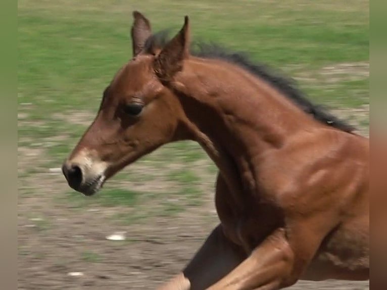 Hanoverian Stallion 1 year 16,2 hh Brown in Ratekau