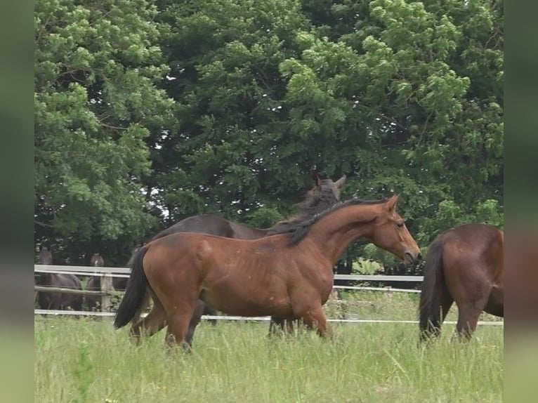 Hanoverian Stallion 1 year 16,2 hh Brown in Ratekau