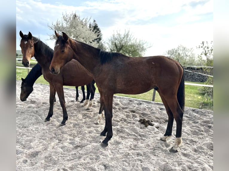Hanoverian Stallion 1 year 16.2 hh Brown in Dransfeld