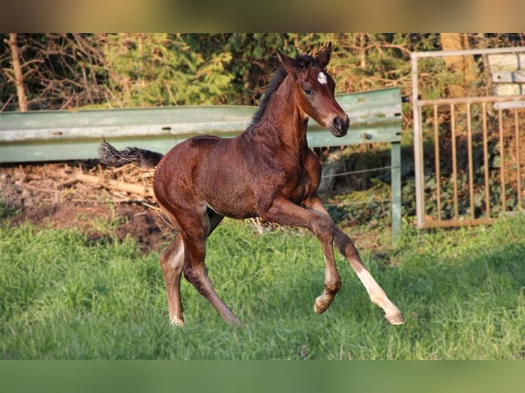 Hanoverian Stallion 1 year 16,2 hh Brown in Neu-Eichenberg