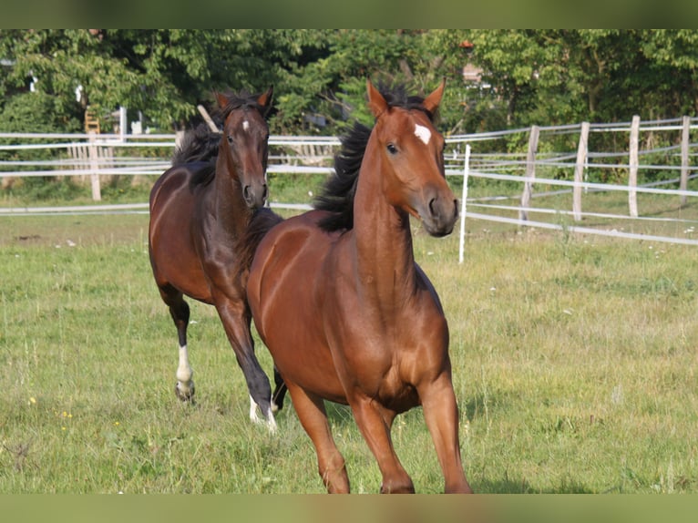 Hanoverian Stallion 1 year 16,2 hh Brown in Ratekau