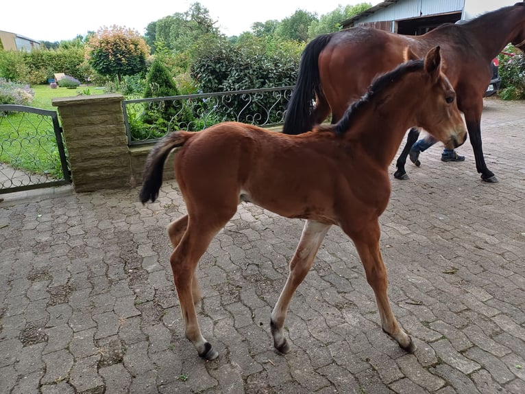 Hanoverian Stallion 1 year 16,2 hh Brown in Rinteln