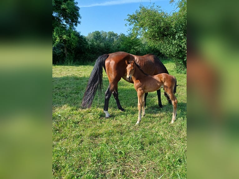 Hanoverian Stallion 1 year 16,2 hh Brown in Rinteln