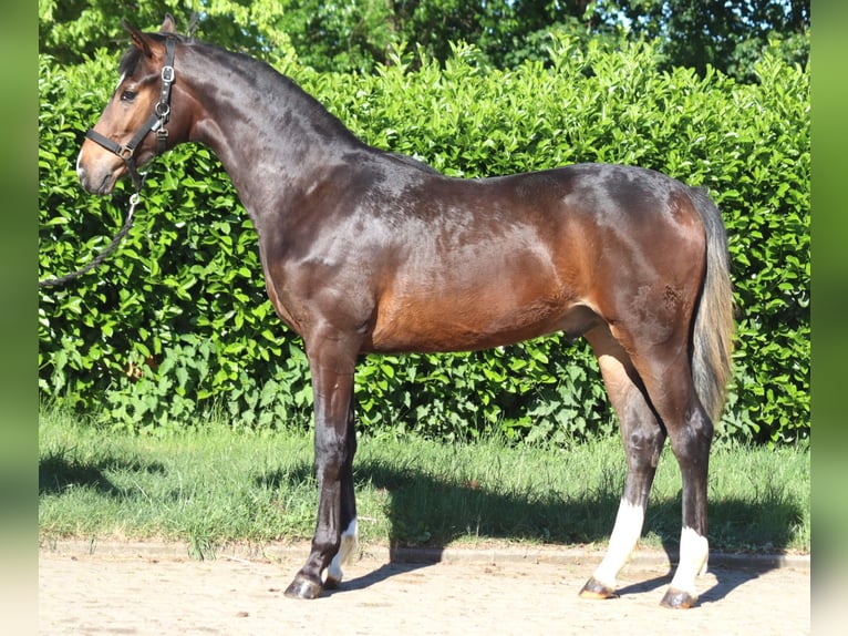 Hanoverian Stallion 1 year 16.2 hh Brown in Selsingen