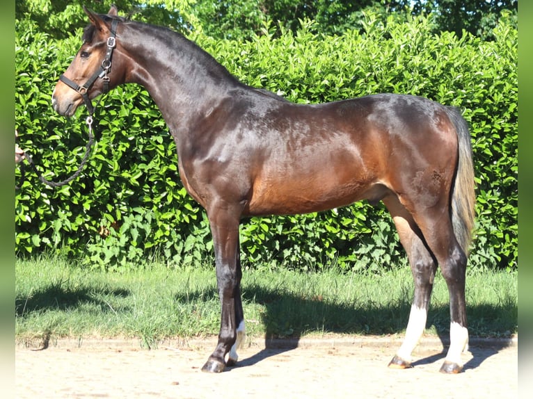 Hanoverian Stallion 1 year 16.2 hh Brown in Selsingen