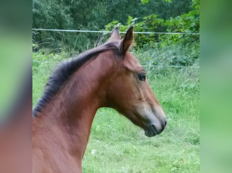 Hanoverian Stallion 1 year 16,2 hh Brown in Hetschburg