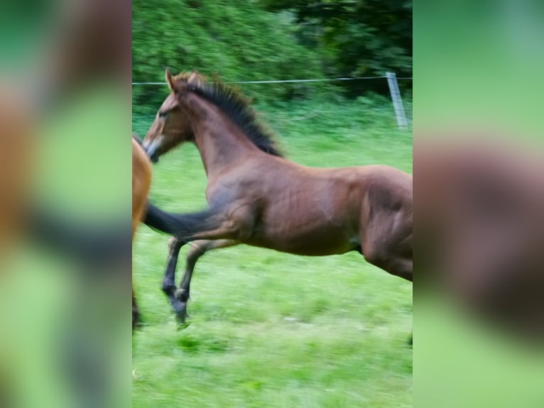 Hanoverian Stallion 1 year 16,2 hh Brown in Hetschburg