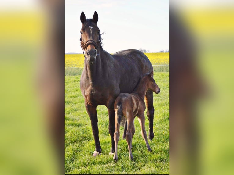 Hanoverian Stallion 1 year 16,2 hh Brown in Nienstädt Liekwegen