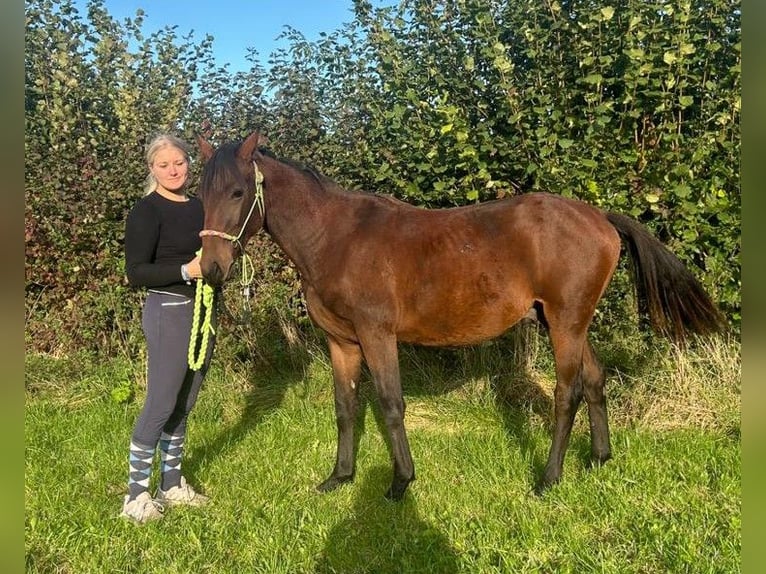 Hanoverian Stallion 1 year 16,2 hh Brown in Nienstädt Liekwegen