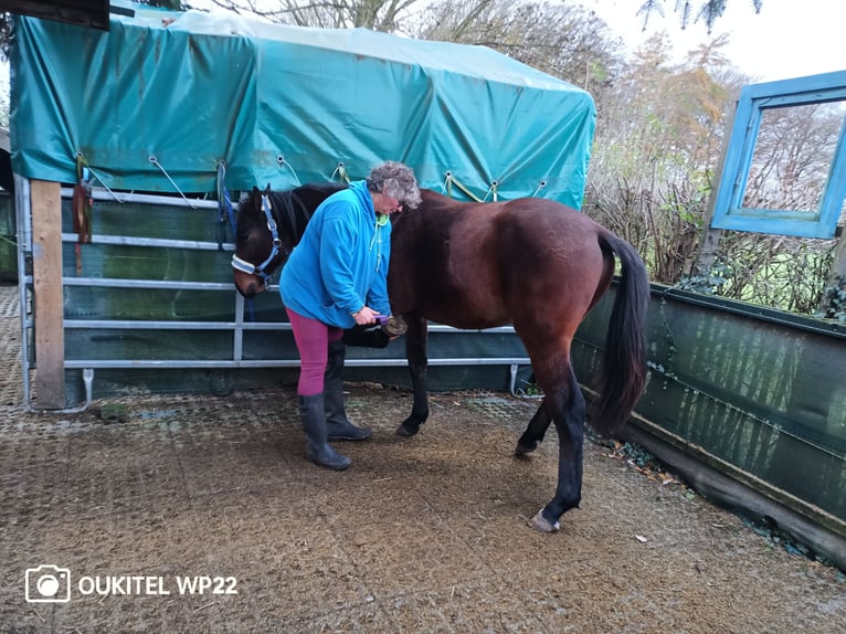 Hanoverian Stallion 1 year 16,2 hh Brown in Nienstädt Liekwegen