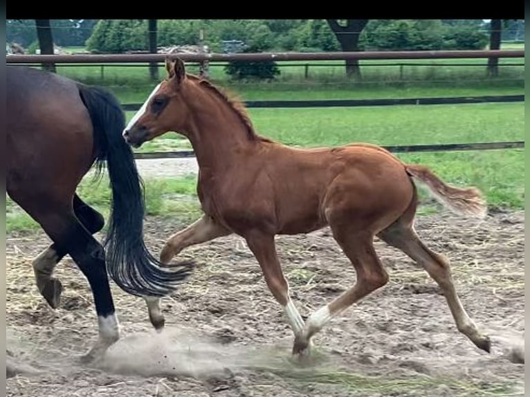 Hanoverian Stallion 1 year 16.2 hh Chestnut in Dohren
