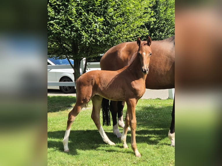 Hanoverian Stallion 1 year 16.2 hh Chestnut in Sögel