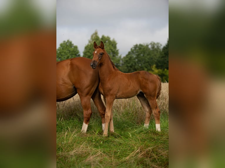 Hanoverian Stallion 1 year 16,2 hh Chestnut in Ganderkesee