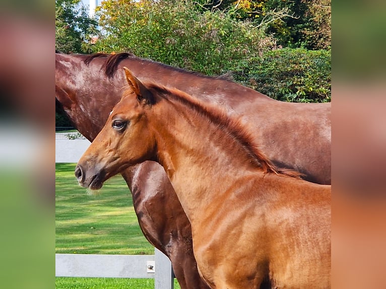 Hanoverian Stallion 1 year 16,2 hh Chestnut in Ochtersum