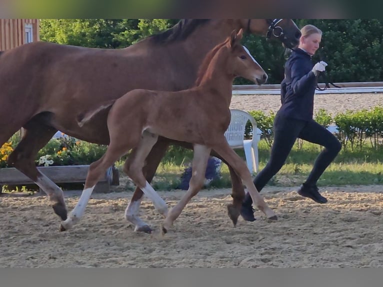 Hanoverian Stallion 1 year 16.2 hh Chestnut-Red in Osterbruch
