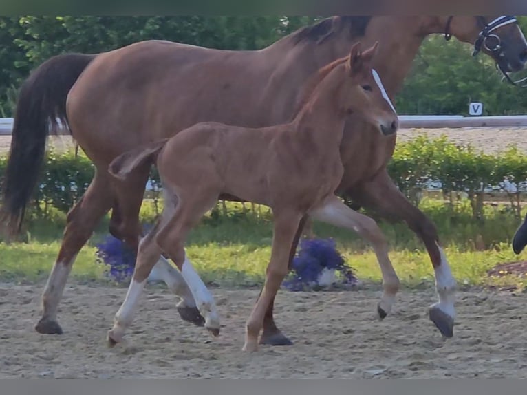 Hanoverian Stallion 1 year 16.2 hh Chestnut-Red in Osterbruch