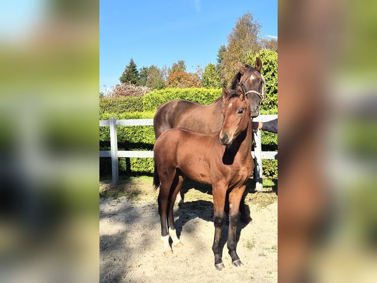 Hanoverian Stallion 1 year 16,2 hh in Ochtersum