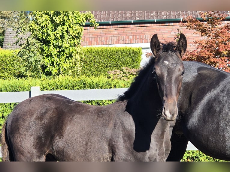 Hanoverian Stallion 1 year 16,2 hh Smoky-Black in Ochtersum