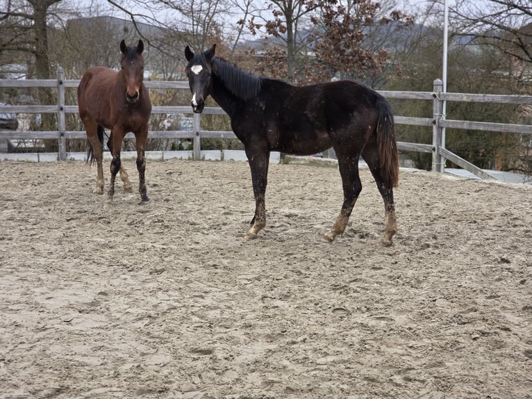 Hanoverian Stallion 1 year 16.2 hh Smoky-Black in Uettingen