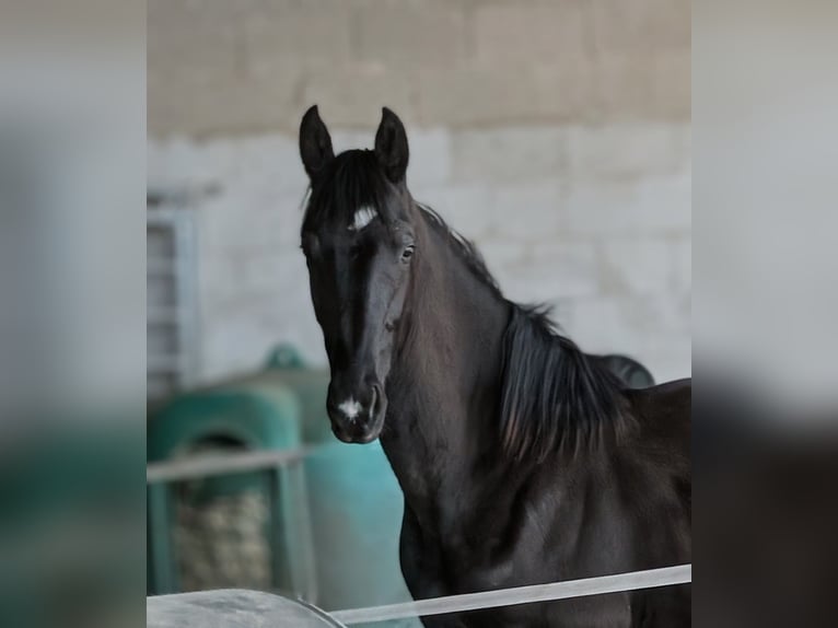 Hanoverian Stallion 1 year 16.3 hh Black in Herren-Sulzbach