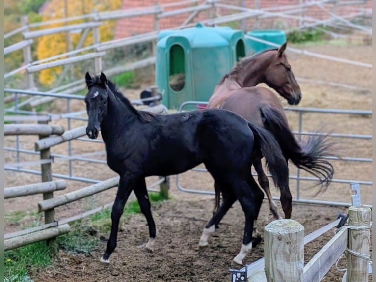 Hanoverian Stallion 1 year 16.3 hh Black in Herren-Sulzbach