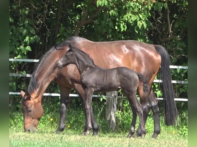 Hanoverian Stallion 1 year 16,3 hh Black in Ratekau