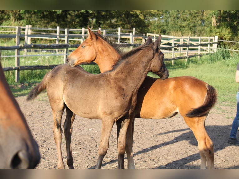 Hanoverian Stallion 1 year 16,3 hh Black in Ratekau