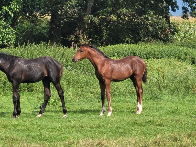 Hanoverian Stallion 1 year 16,3 hh Brown in Bunde
