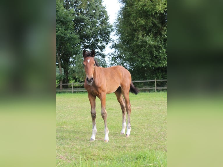 Hanoverian Stallion 1 year 16,3 hh Brown in Hamersen